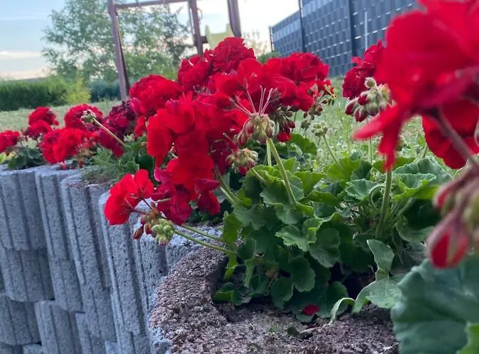Lejlighed Schoene Grosse Im Mittelrheintal Nahe Loreley *